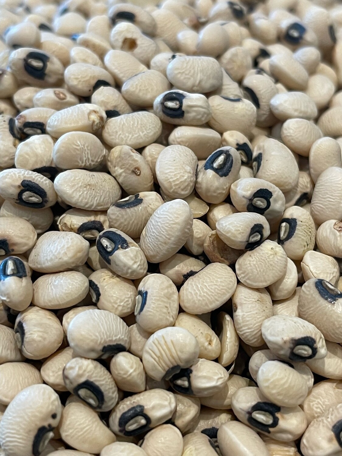 Fagioli con l’occhio italiani biologici - immagine 3