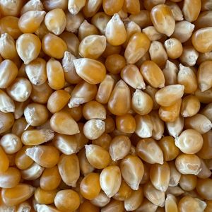 Mais per POP CORN biologico