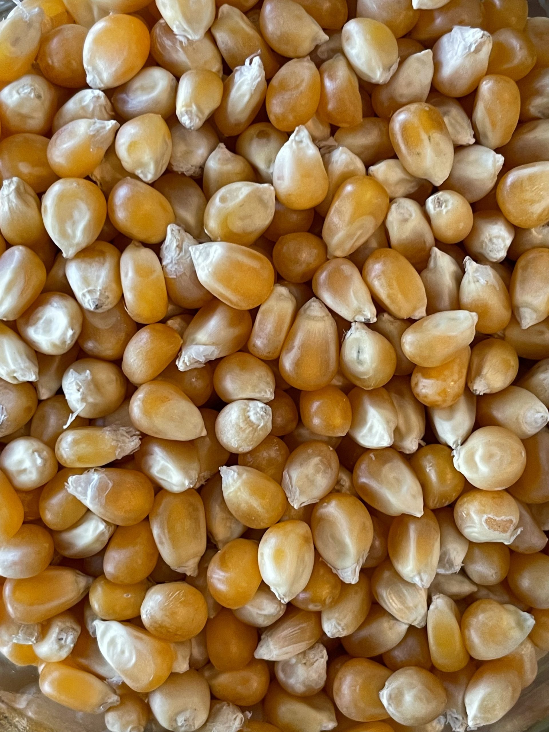 Mais per POP CORN biologico - immagine 2