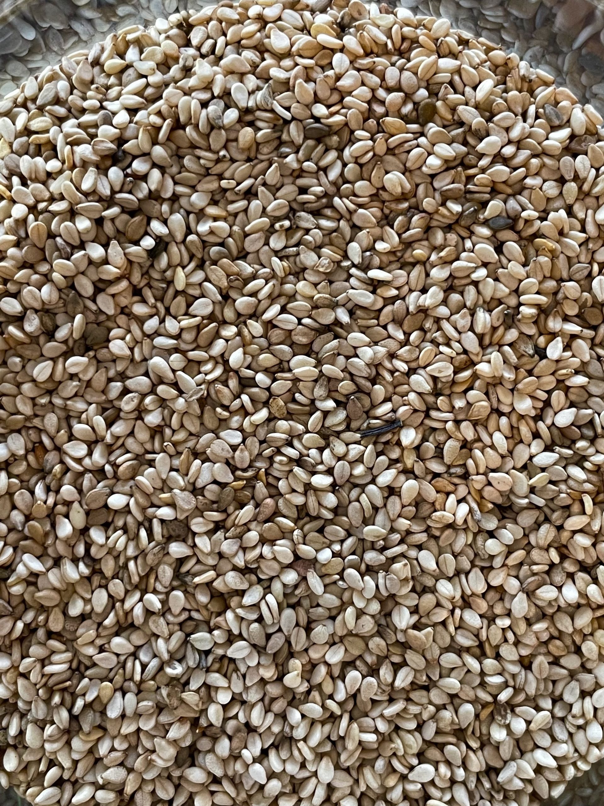 Semi di Sesamo biologici - immagine 2