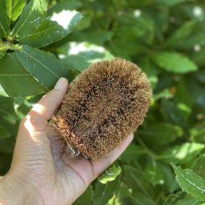 Spazzola per alimenti e utensili in fibra di cocco